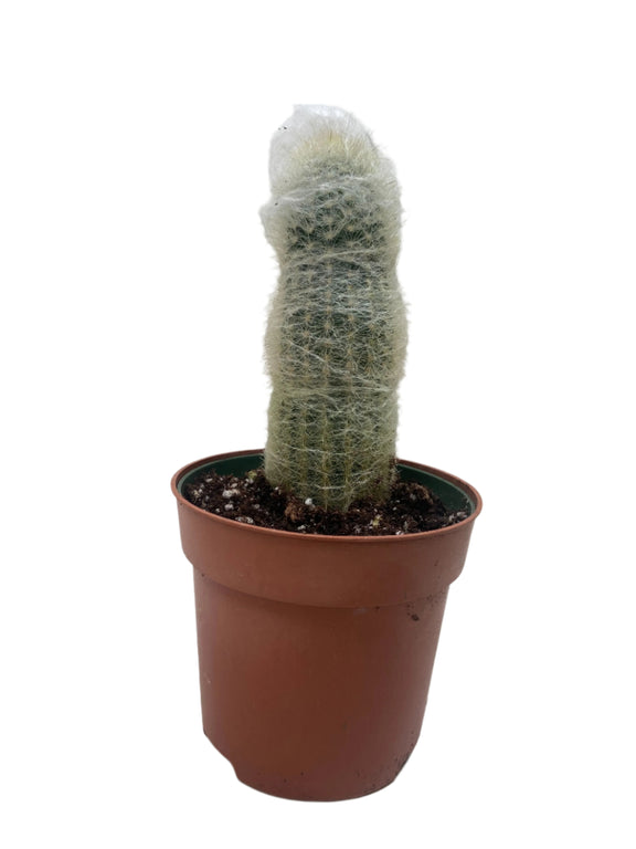 Cactus Old man | Succulents | All About Planties