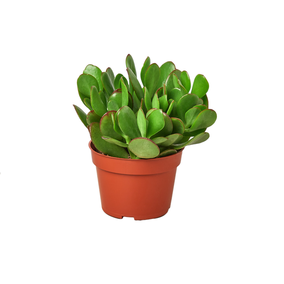 succulent plant subscription Mystery Succulent Subscription Box
