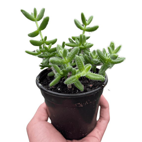 delosperma succulent plant Delosperma echinatum - Pickle Plant