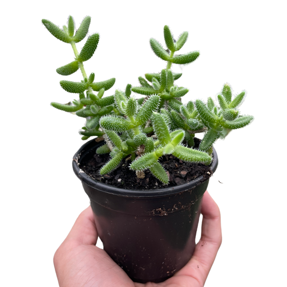 Delosperma echinatum 'Pickle Plant' Indoor Plant at All About Planties