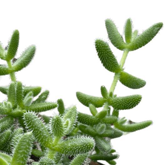 cucumber succulent plant Delosperma echinatum - Pickle Plant