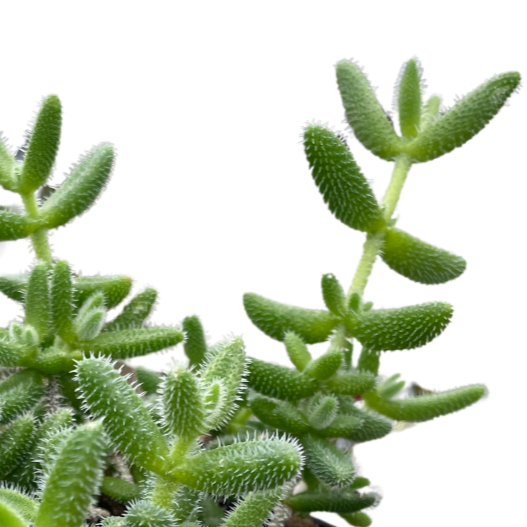 Delosperma echinatum 'Pickle Plant' Indoor Plant at All About Planties