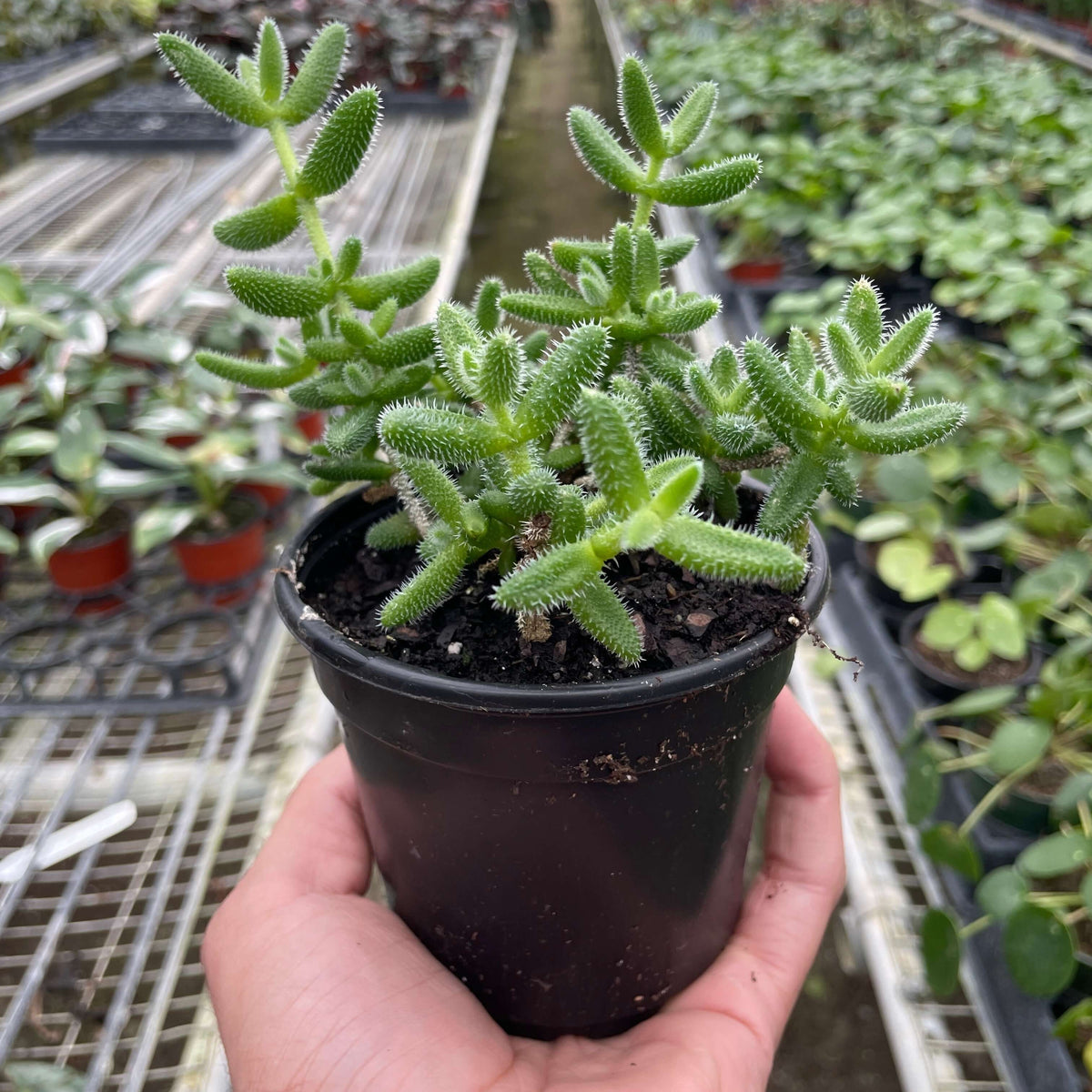 Delosperma Echinatum | Pickle Plant | 4