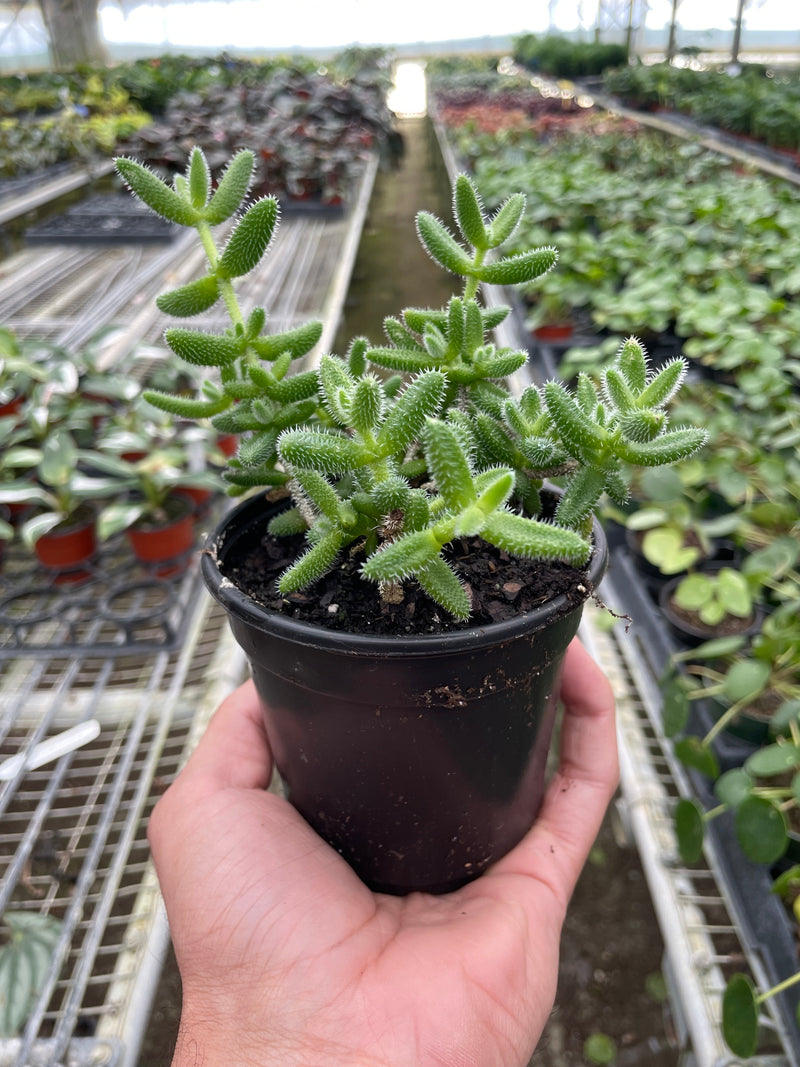 Delosperma echinatum 'Pickle Plant' Indoor Plant at All About Planties