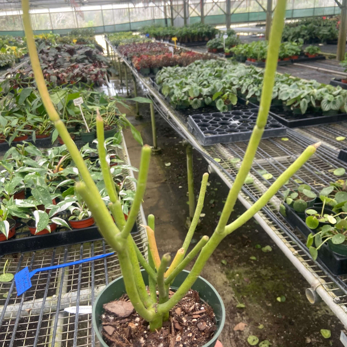 Euphorbia 'Pencil Cactus' | Striking and Low-Maintenance Succulent | All About Planties™