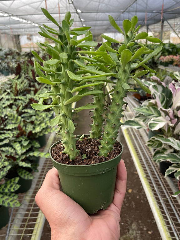 Euphorbia 'Sausage Spurge' Indoor Plant at All About Planties