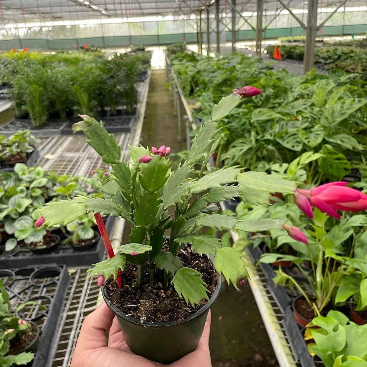 Hand holding a potted Christmas cactus plant in a greenhouse setting with other plants.