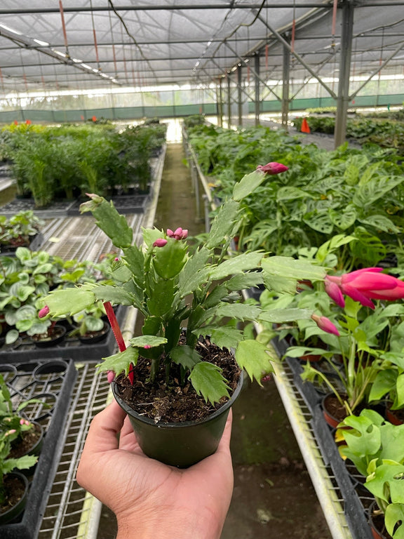 Hand holding a potted Christmas cactus plant in a greenhouse setting with other plants.