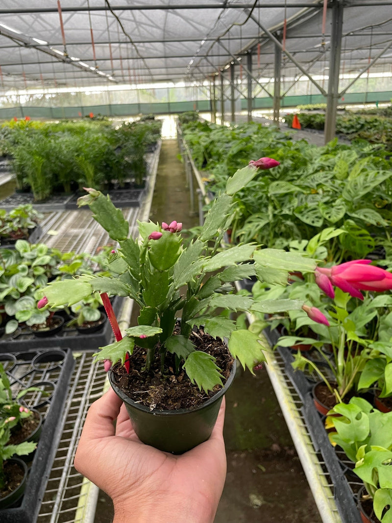Hand holding a potted Christmas cactus plant in a greenhouse setting with other plants.