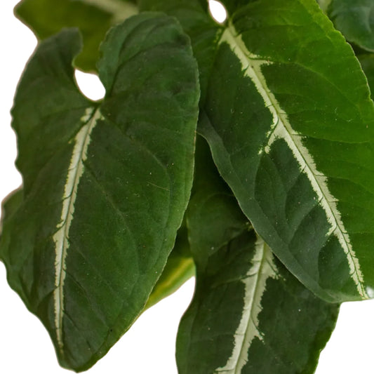 syngonium black velvet plant leaves close up