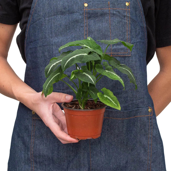 a person holding a syngonium black velvet plant