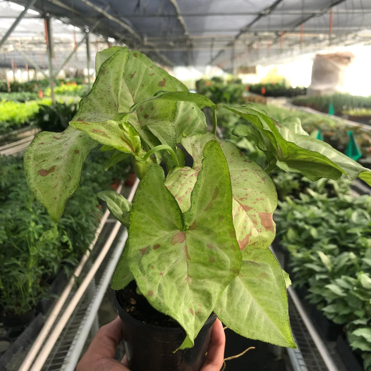 syngonium confetti plant in a nursery pot