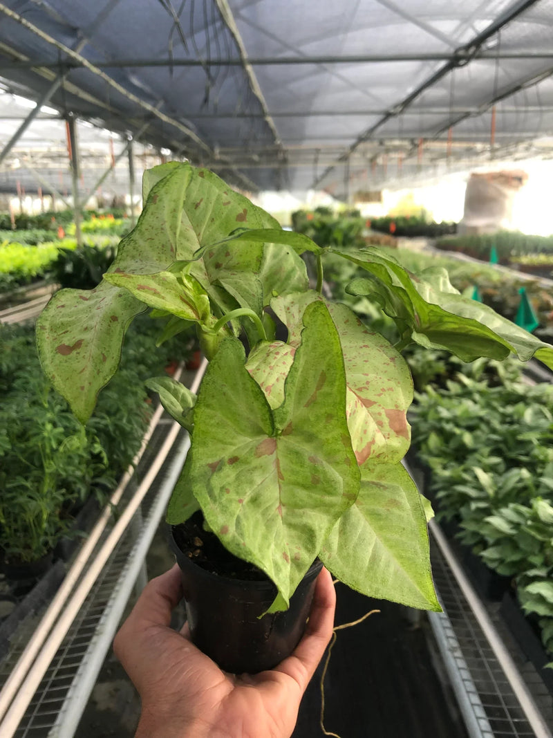 syngonium confetti plant in a nursery pot