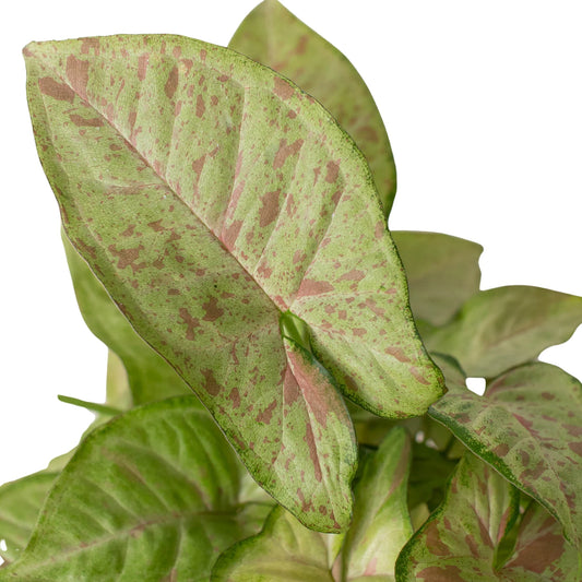 syngonium confetti leaves close up