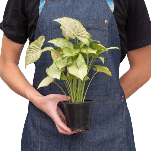 a person holding a syngonium confetti plant