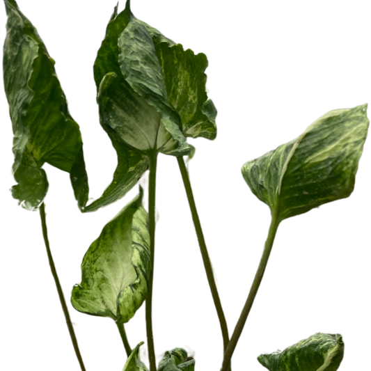 Close up of syngonium godzilla plant