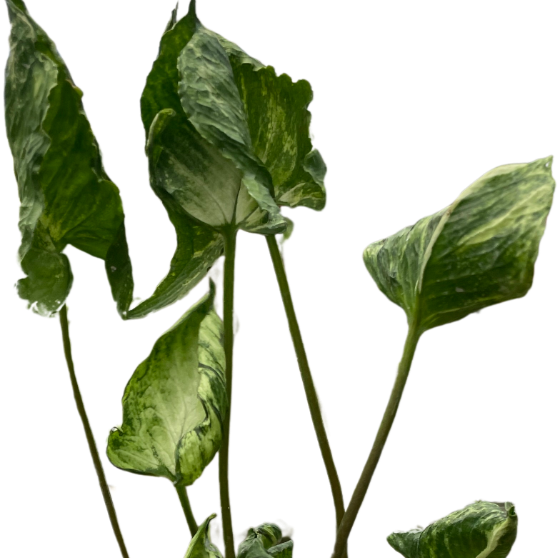 Close up of syngonium godzilla plant