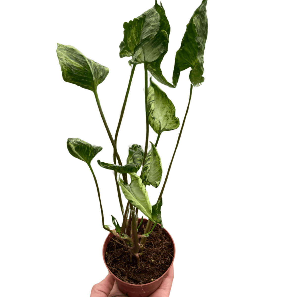 A hand showing a syngonium godzilla plant by All About Planties™