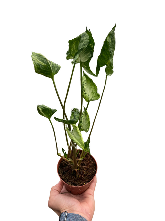 A hand showing a syngonium godzilla plant