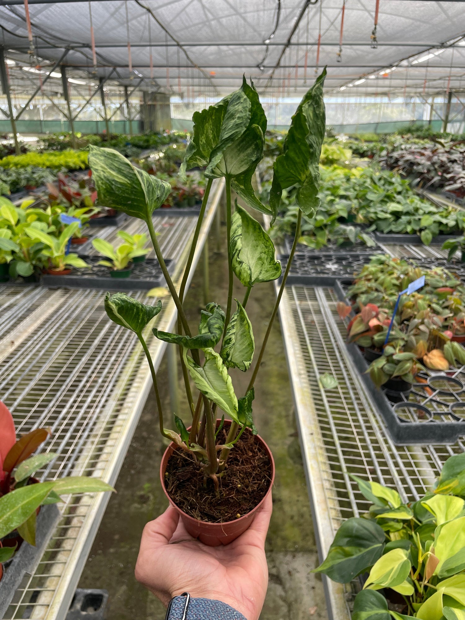 a syngonium godzilla plant in a nursery