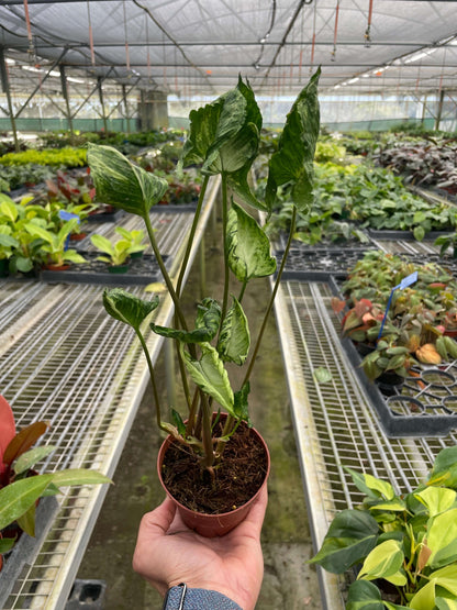 a syngonium godzilla plant in a nursery by All About Planties™