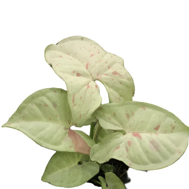  syngonium milk confetti plant