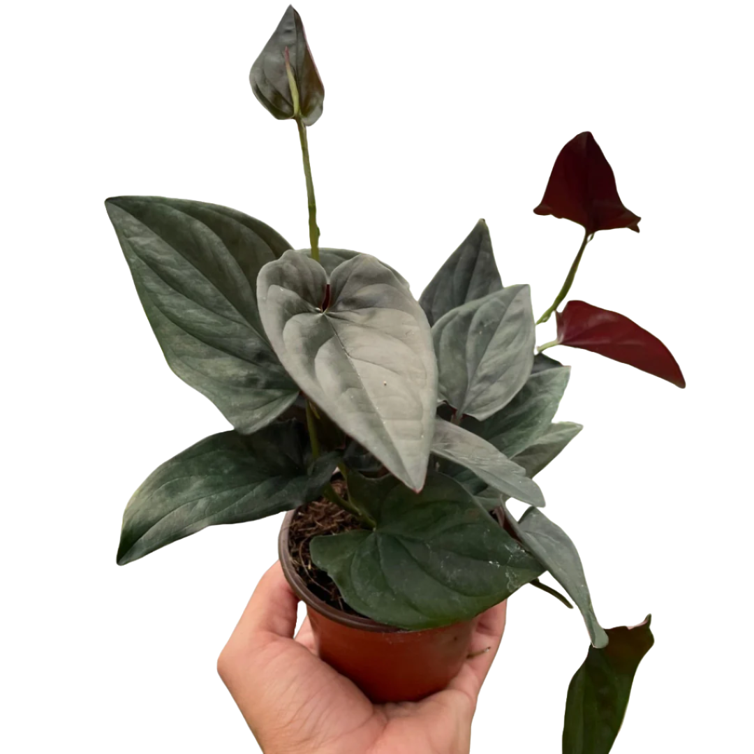 Syngonium 'Red Arrow' Plants at All About Planties