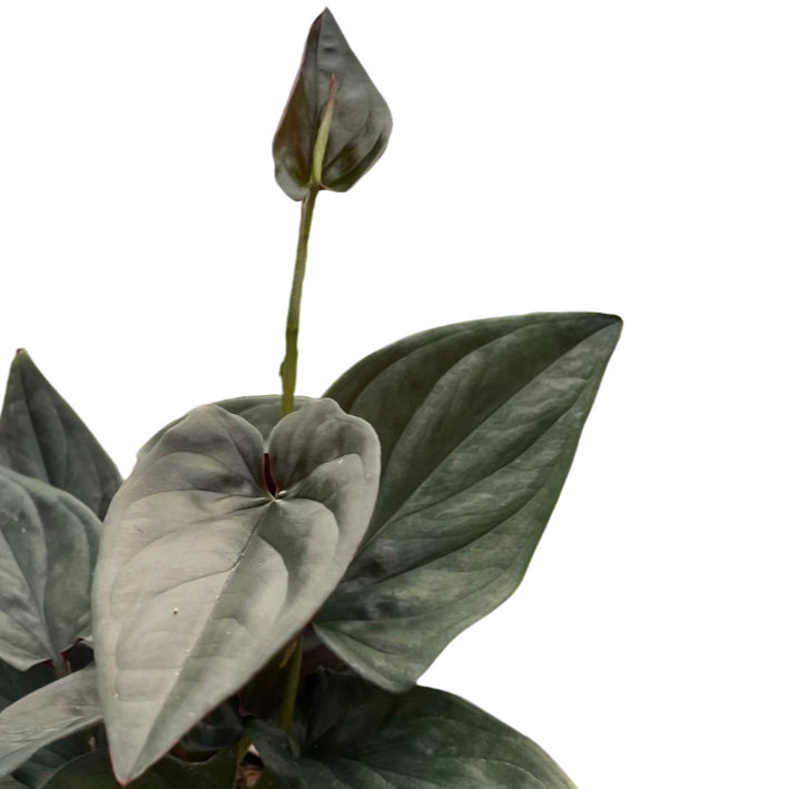 Syngonium 'Red Arrow' Plants at All About Planties