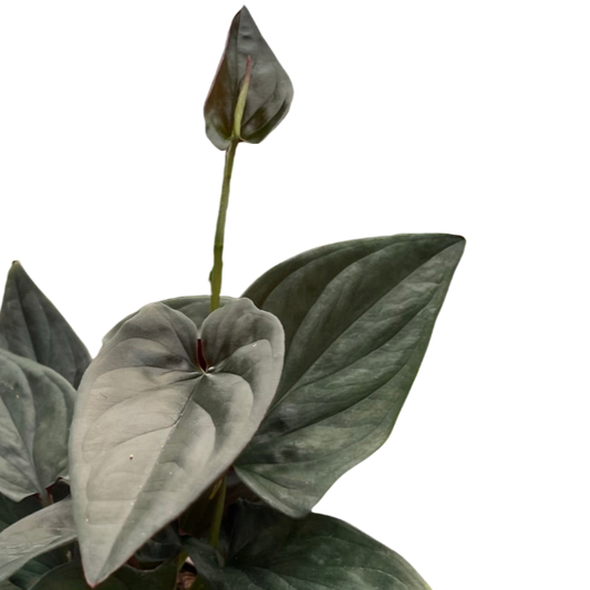 Syngonium 'Red Arrow' Plants at All About Planties