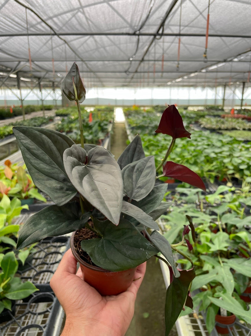 Syngonium 'Red Arrow' Plants at All About Planties