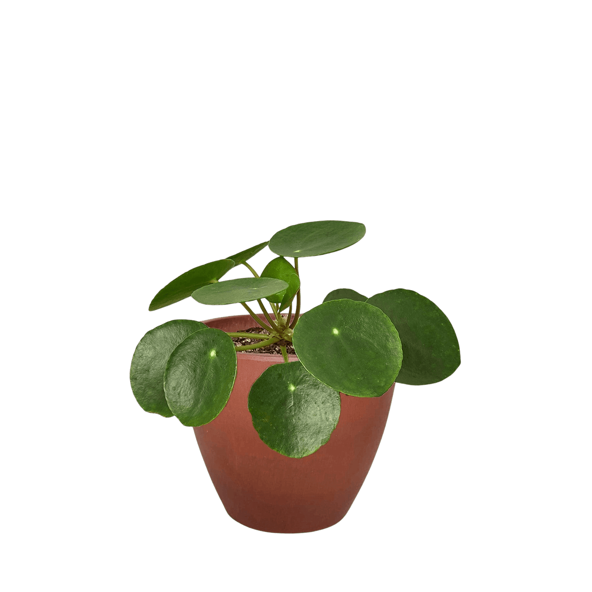 Potted chinese money plant with round green leaves in a terracota pot