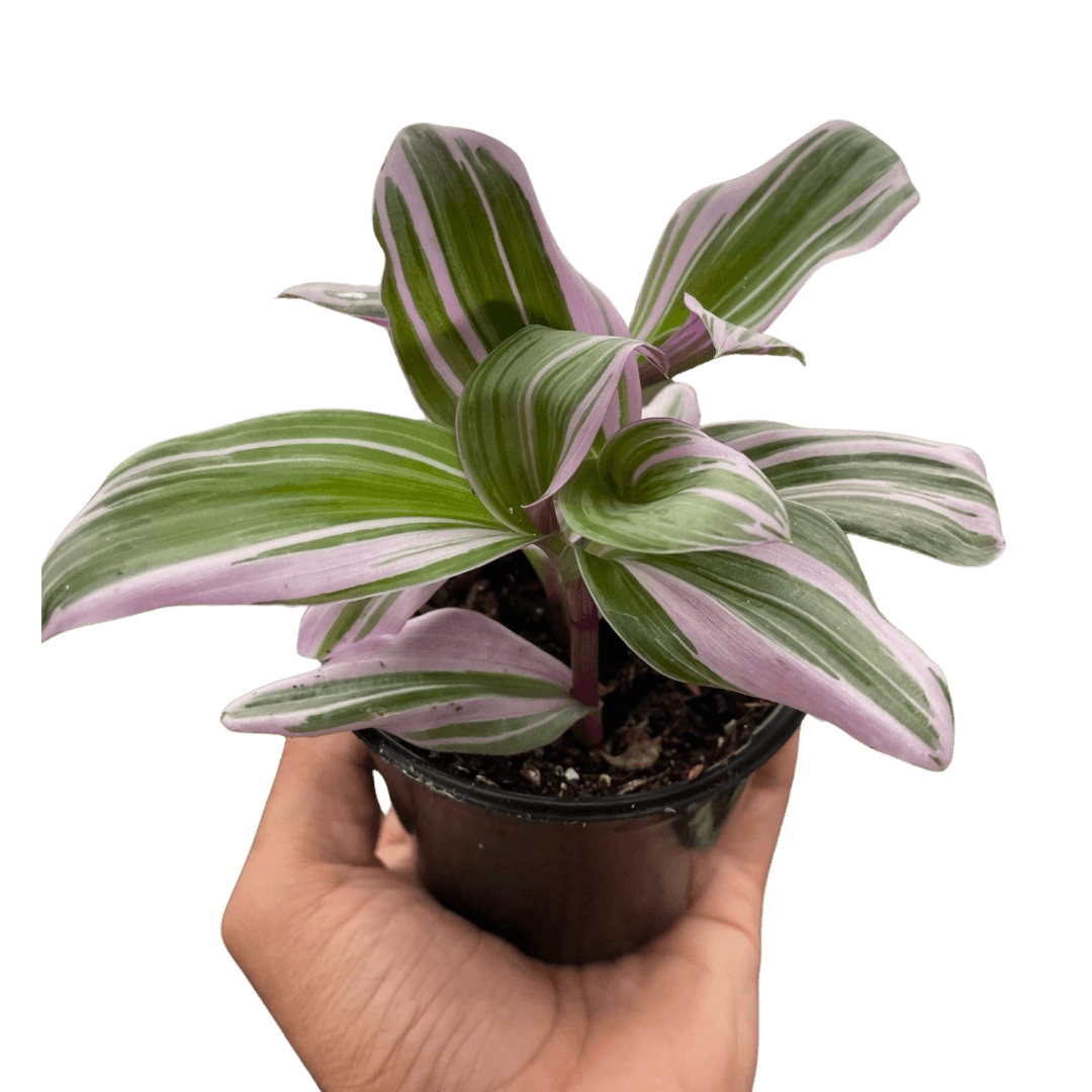 Tradescantia 'Nanouk'