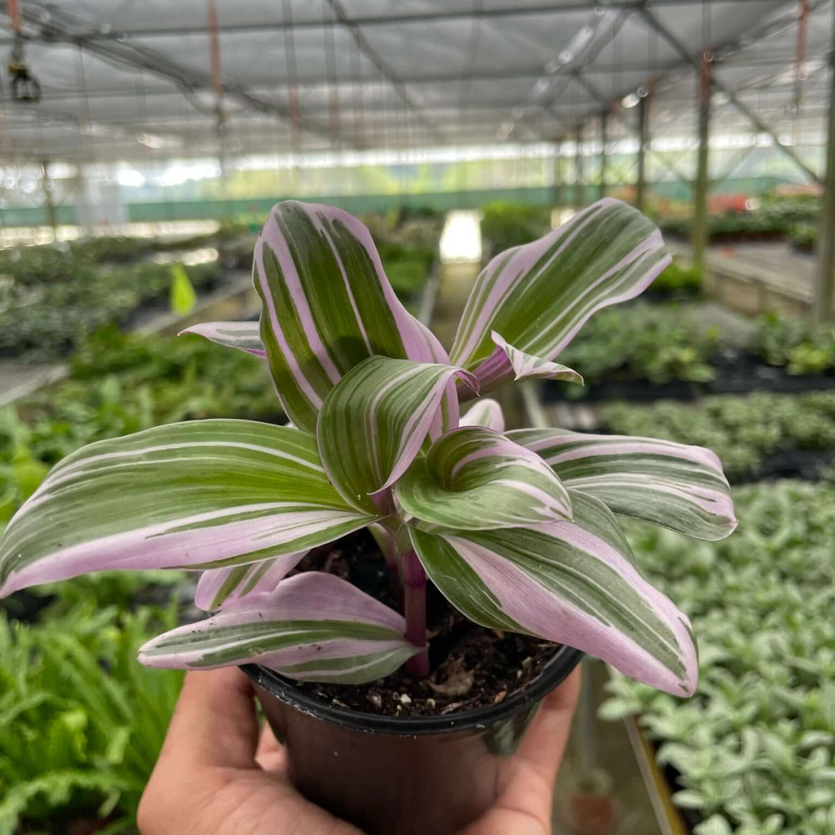 Tradescantia 'Nanouk'
