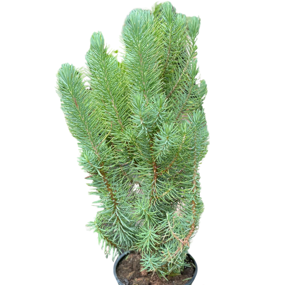 Blue Pine Tree 4inch | Elegant Indoor Evergreen | All About Planties