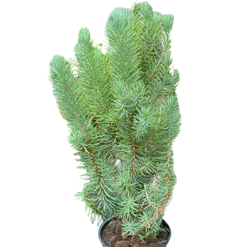 Blue Pine Tree 4inch | Elegant Indoor Evergreen | All About Planties