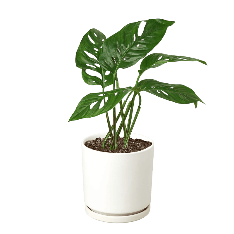 Monstera Adansonii Swiss Cheese plant with perforated heart-shaped leaves in 4-inch white ceramic pot