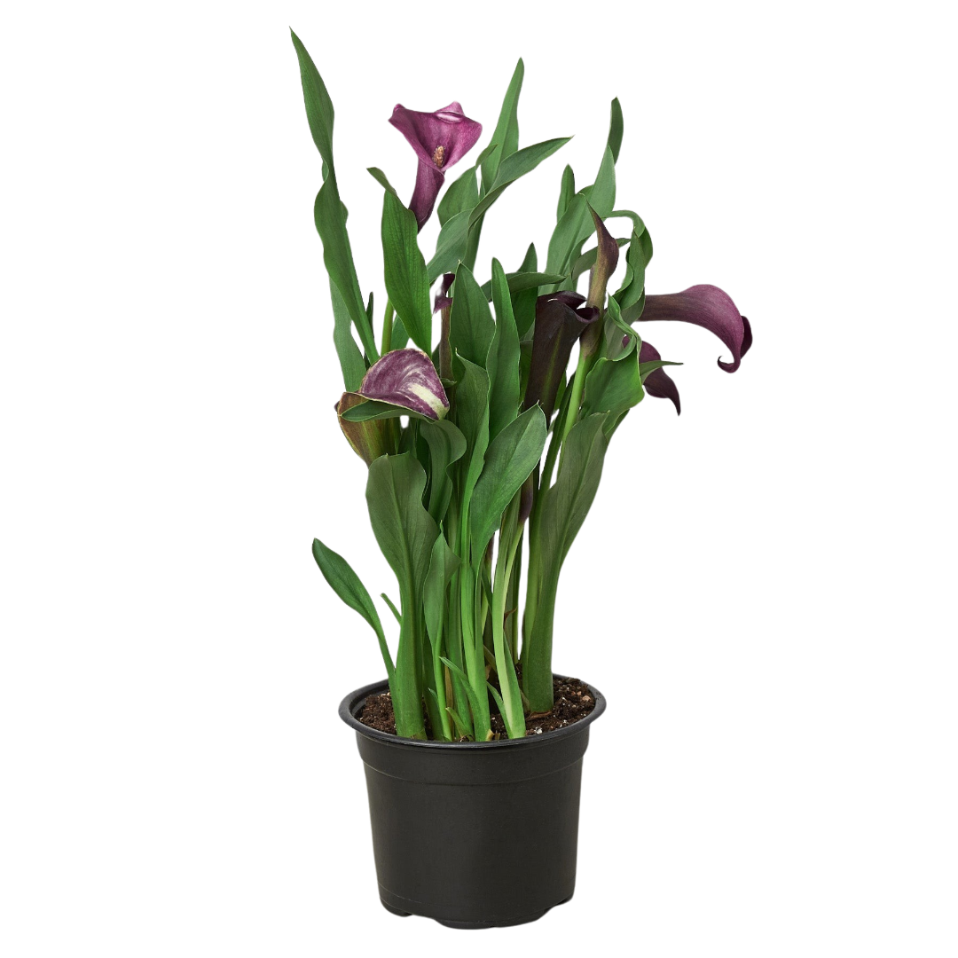 Calla Lily | Elegant Flowering Houseplant | All About Planties