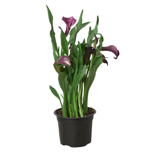 Calla Lily | Elegant Flowering Houseplant | All About Planties