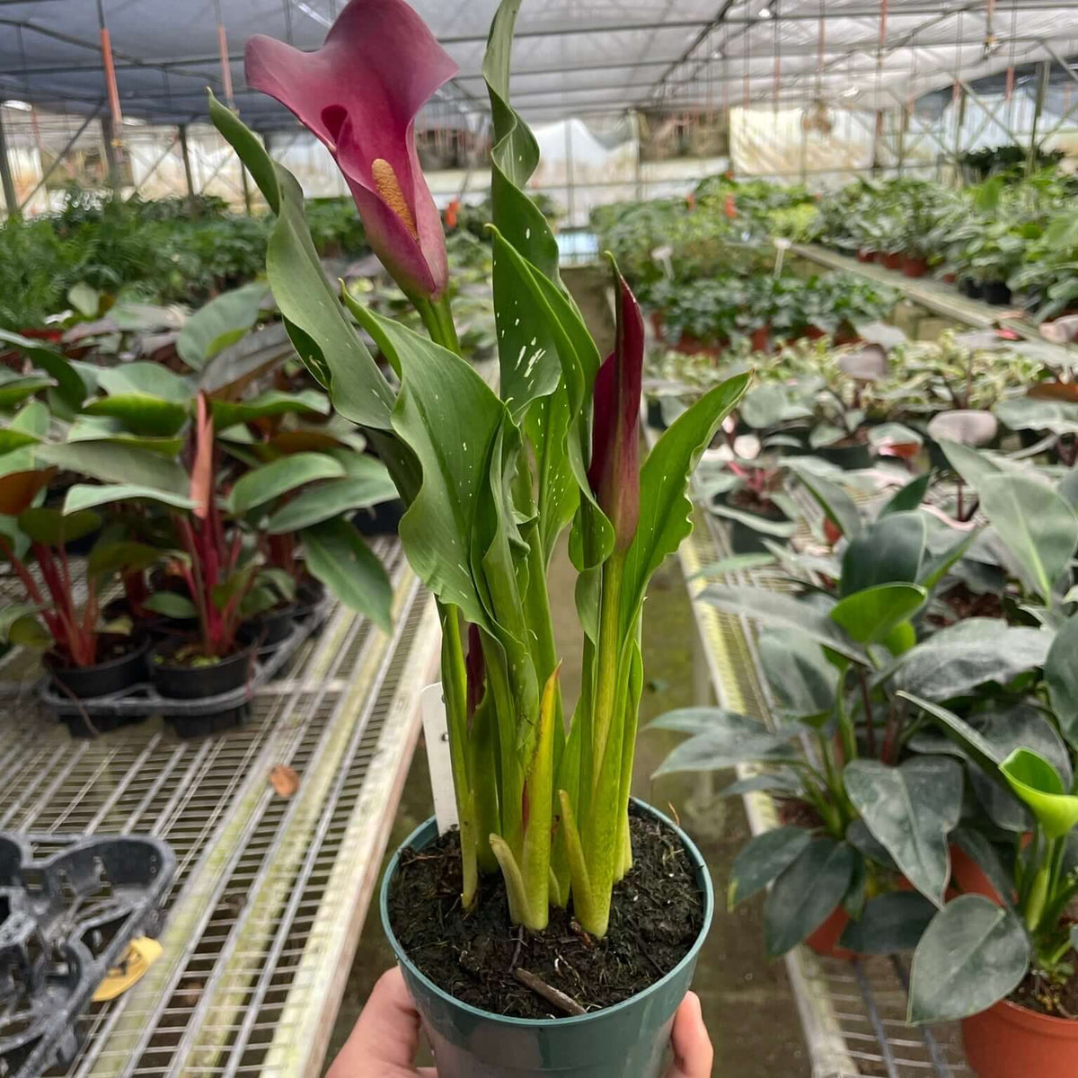 Calla Lily