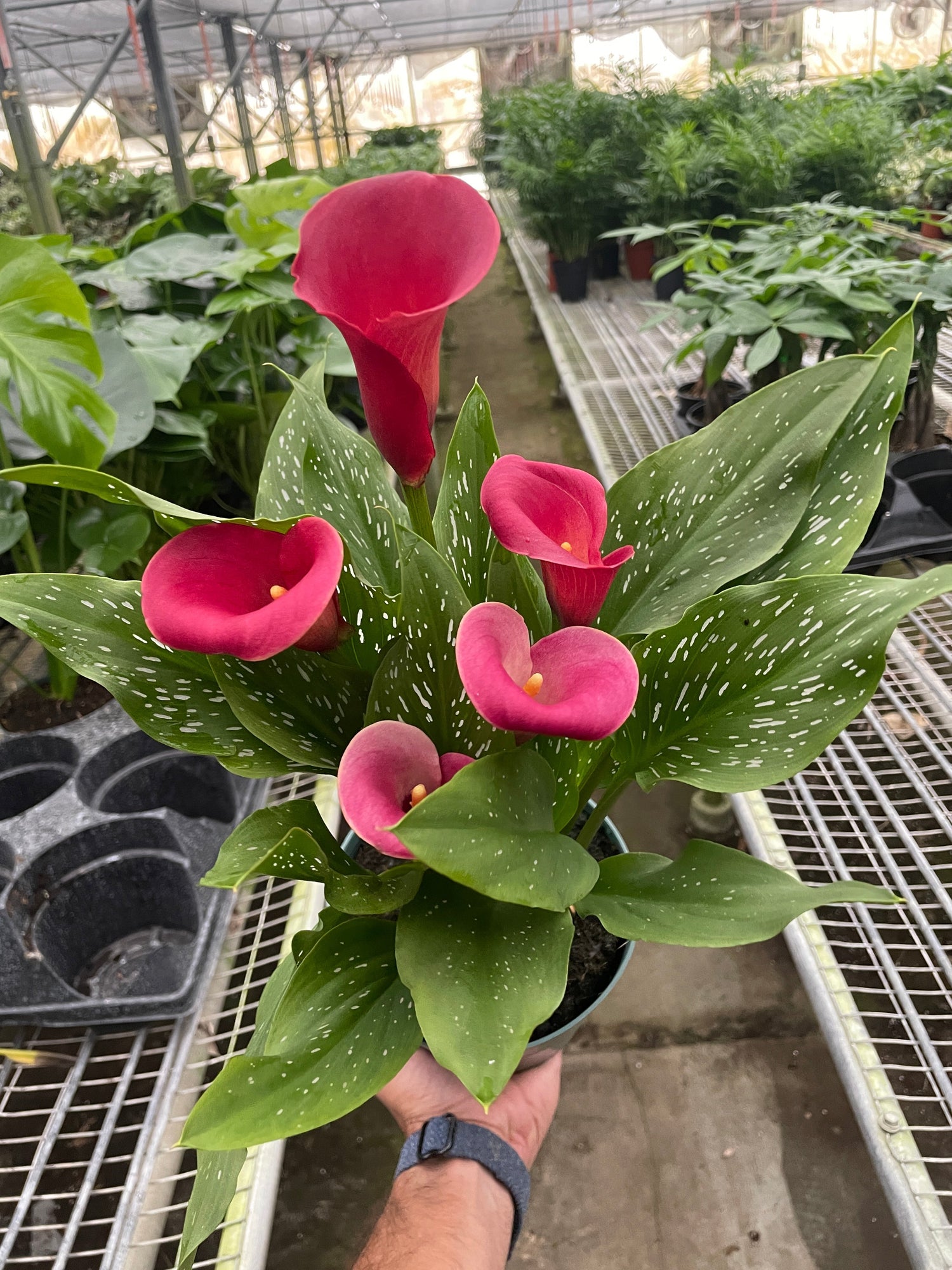 Red Calla Lily | Elegant Flowering Houseplant | All About Planties