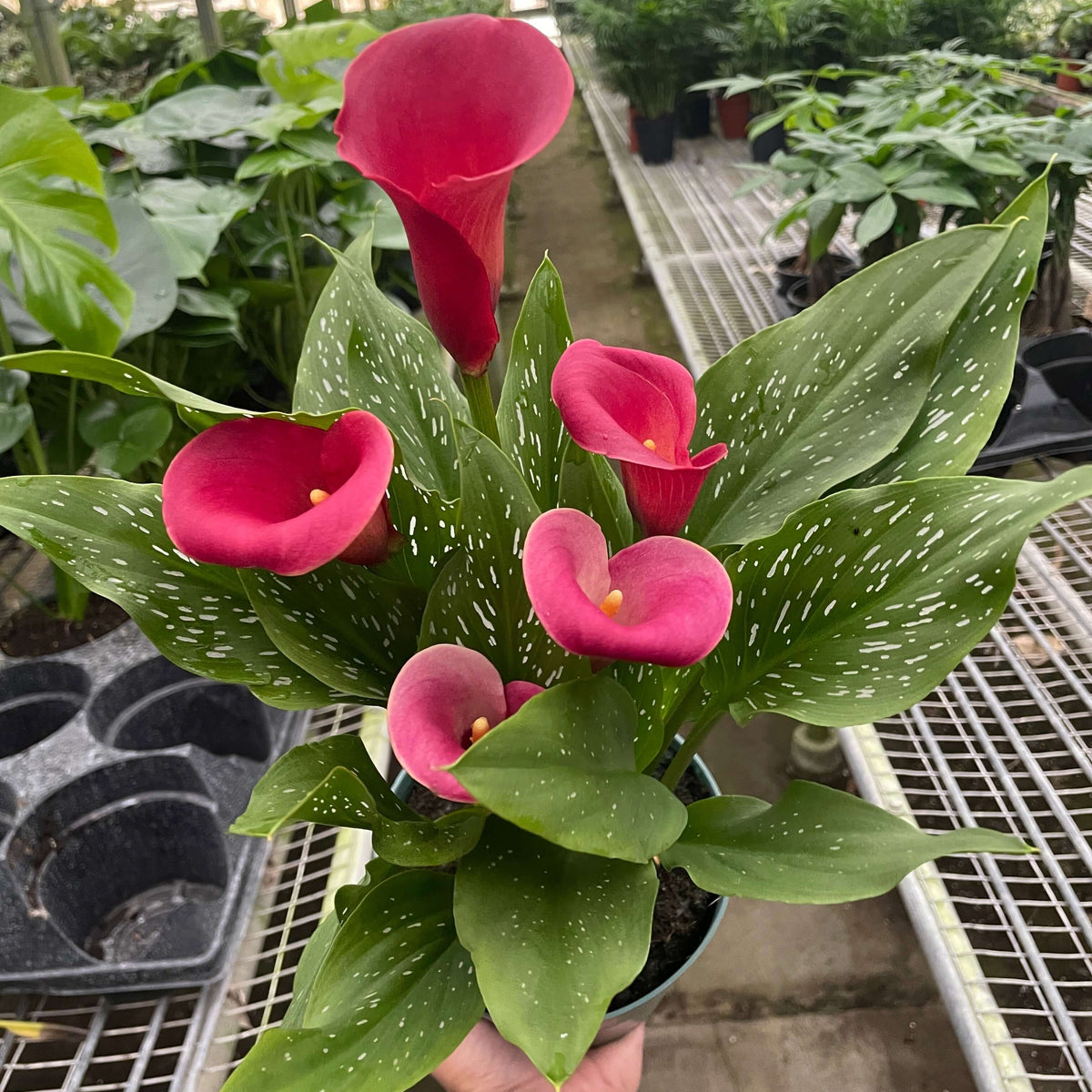 Calla Lily