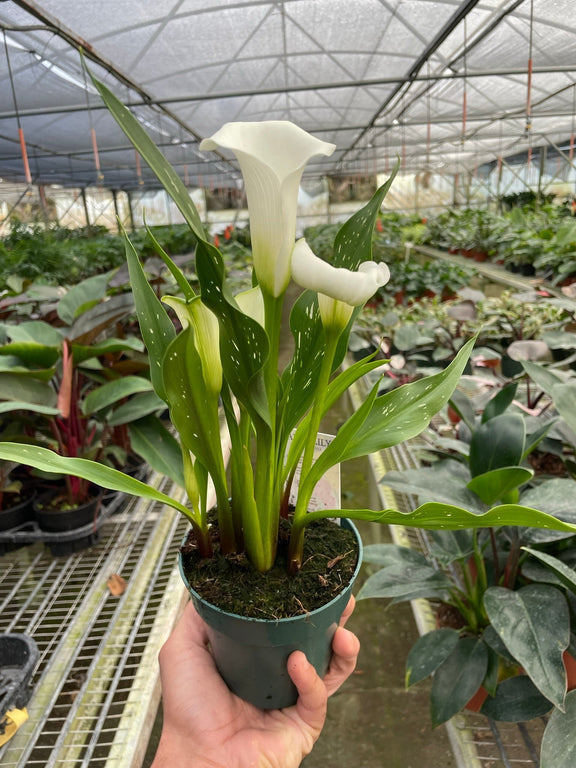 White 4inch pot Calla Lily | Elegant Flowering Houseplant | All About Planties