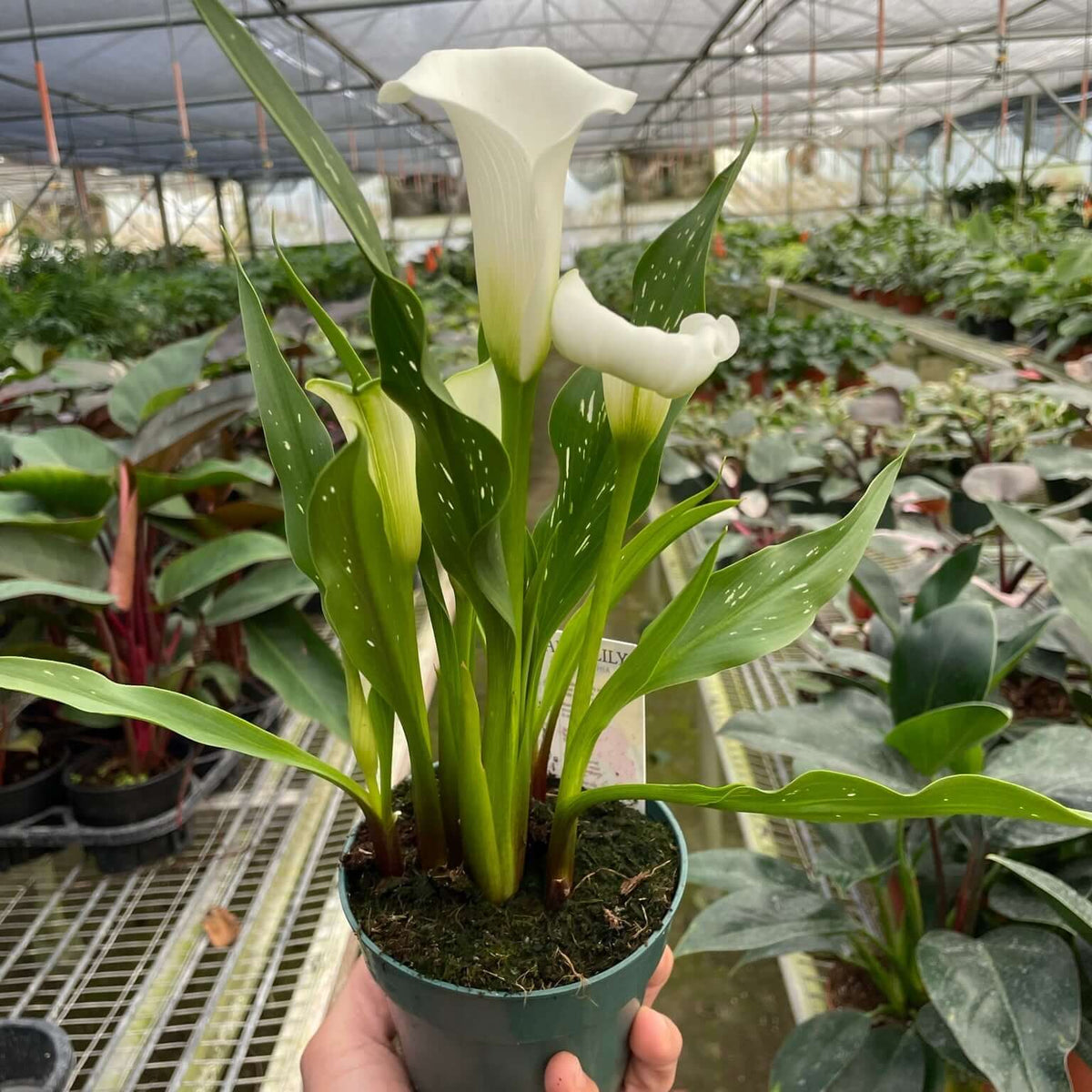 Calla Lily