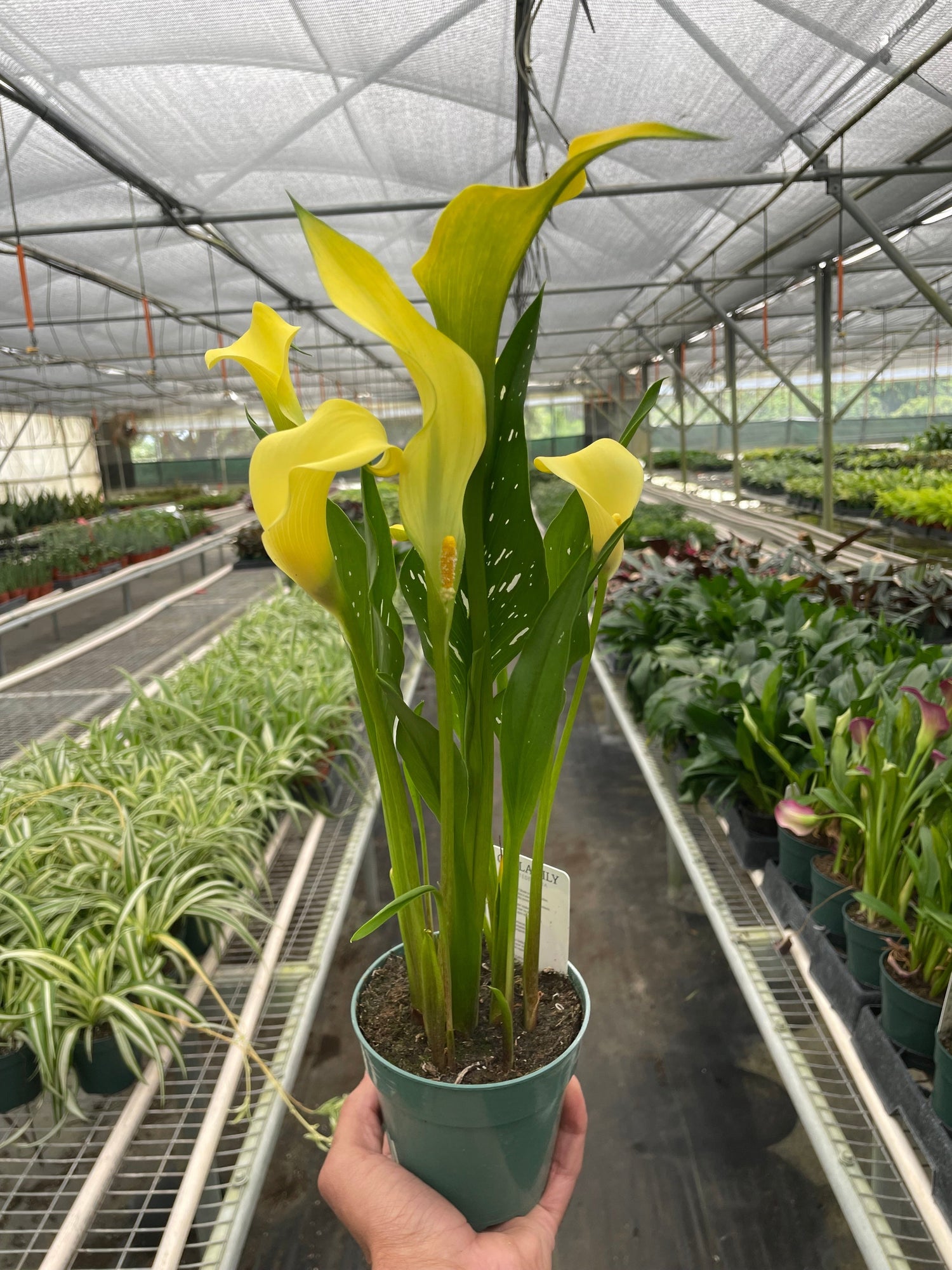 Yellow Calla Lily | Elegant Flowering Houseplant | All About Planties