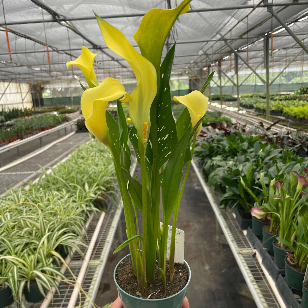 Calla Lily