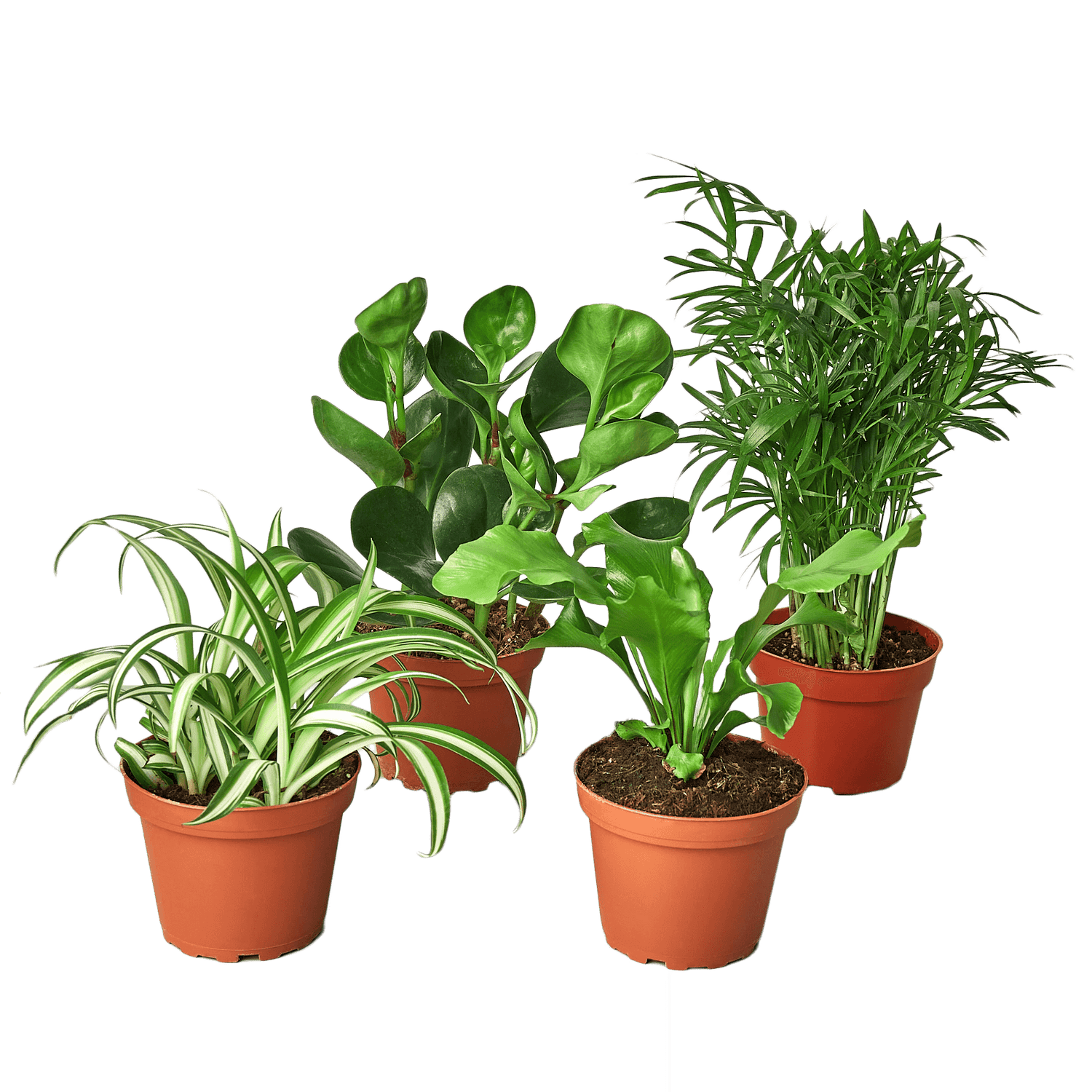 Pet Friendly Plants Bundle | All About Planties