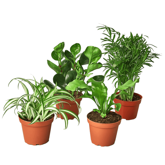 Pet Friendly Plants Bundle | All About Planties