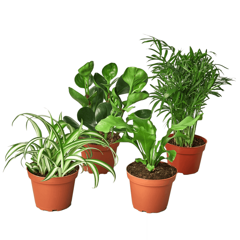 Pet Friendly Plants Bundle | All About Planties