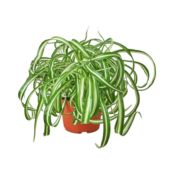 Spider Plant 'Bonnie' Plants at All About Planties