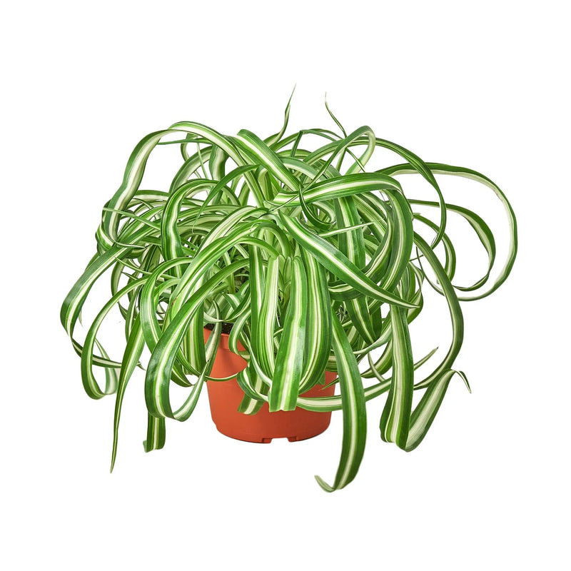 Spider Plant 'Bonnie' Plants at All About Planties